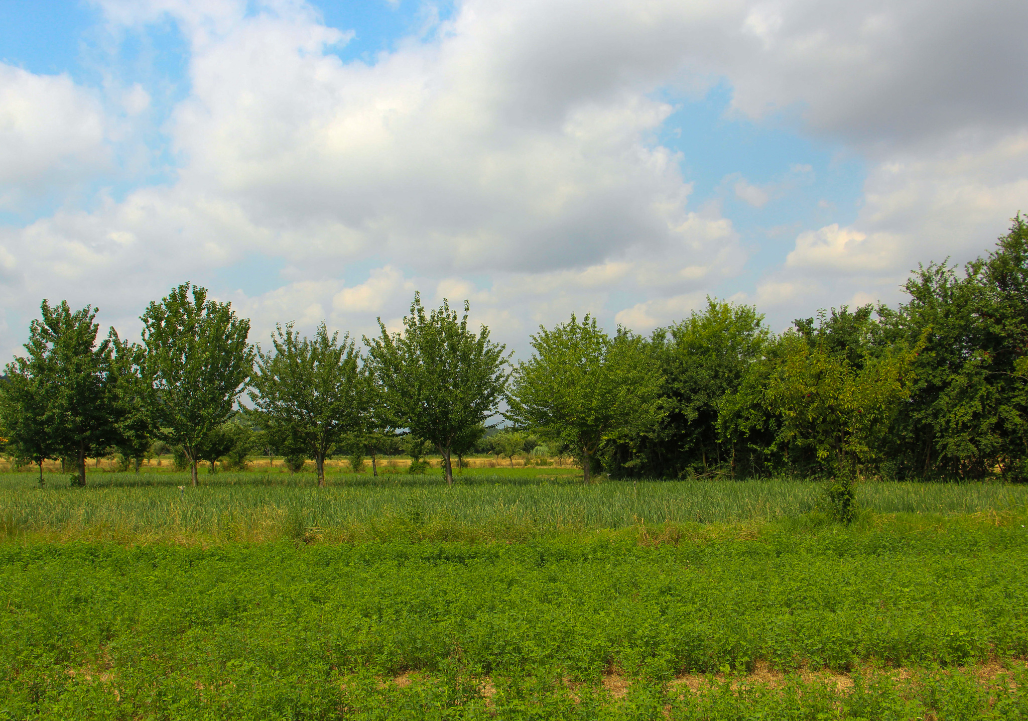 alberi da frutto